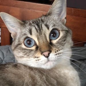 Meet your Posher, Bailey